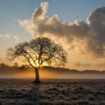 Puu jonka taustalla auringonlasku